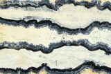 Mammoth Molar Slice With Case - South Carolina #377781-2